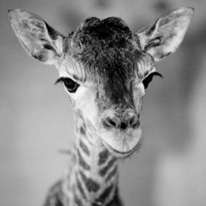 Meet your Posher, Ginny